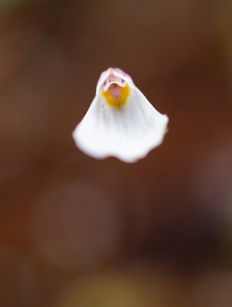 Utricularia christopheri photo 2