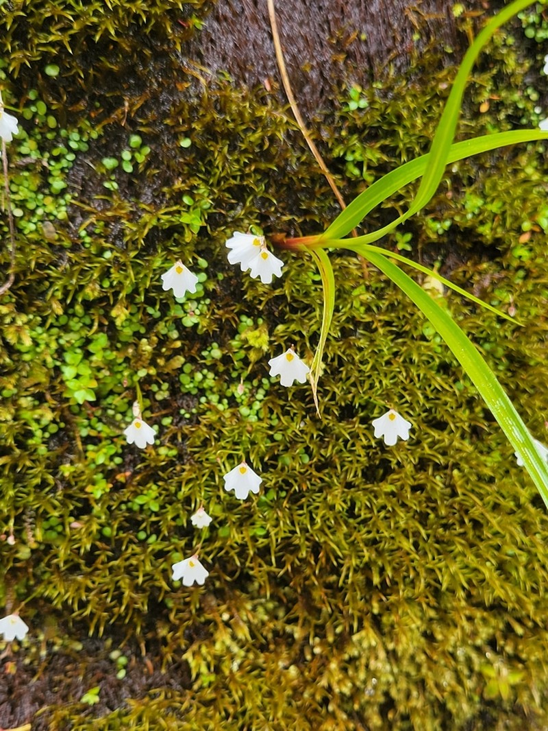 Utricularia christopheri photo 3