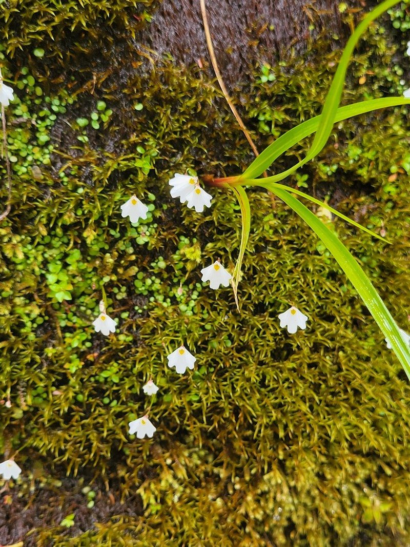 Utricularia christopheri photo 4