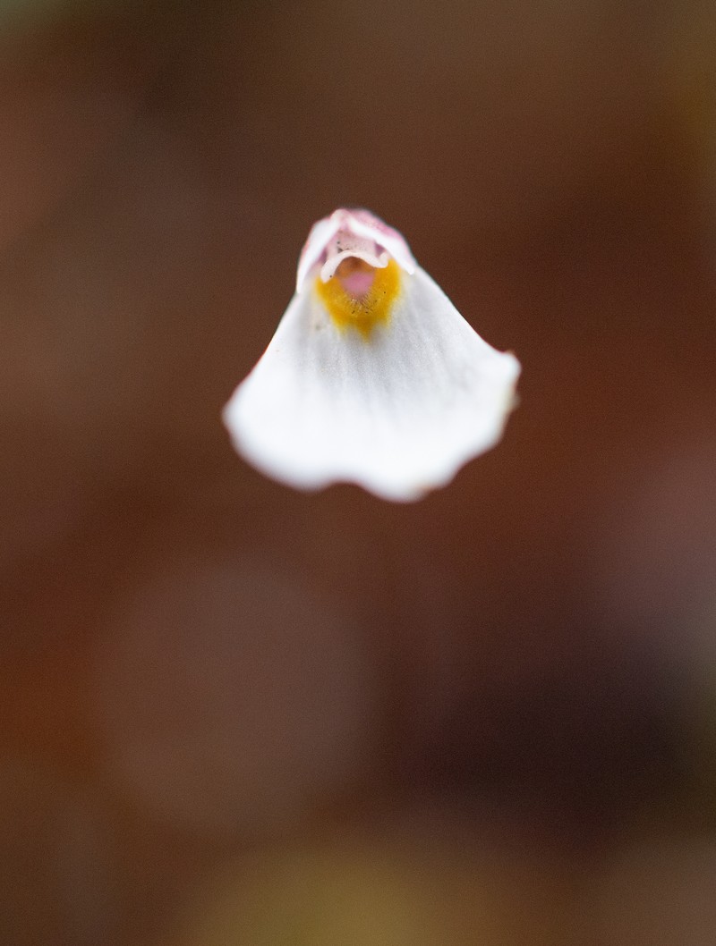 Utricularia christopheri photo 5