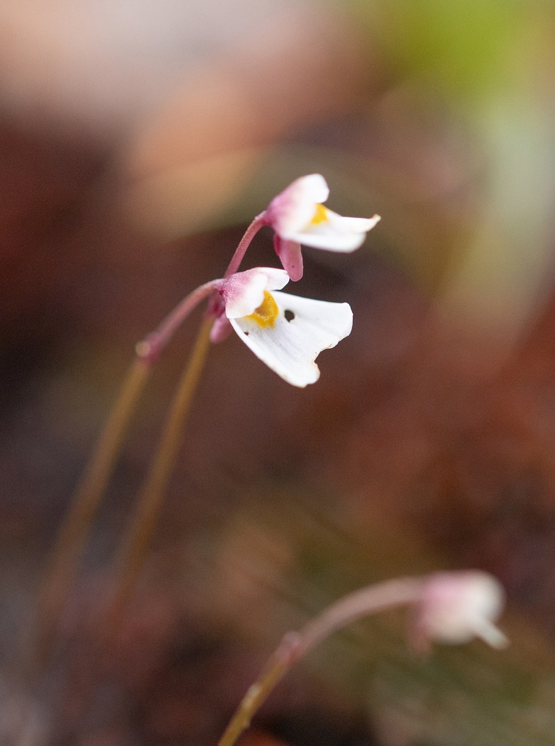 Utricularia christopheri photo 6