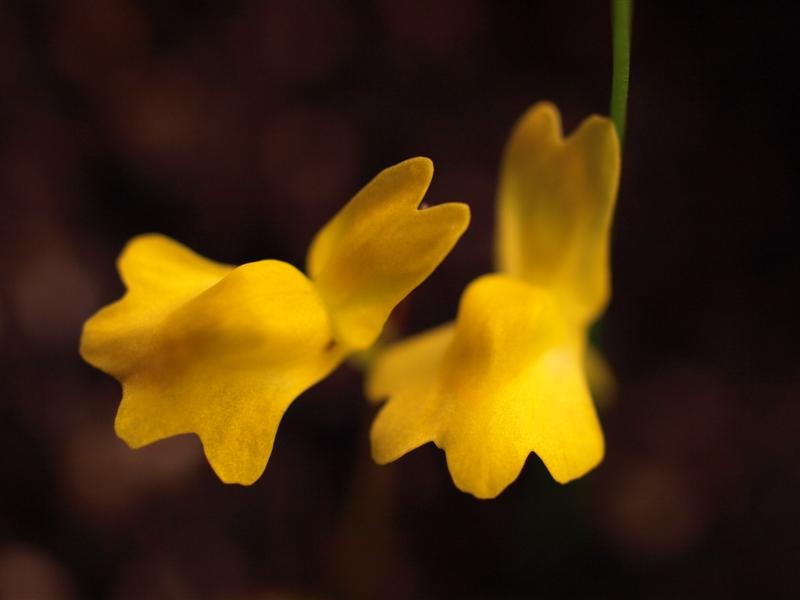 Utricularia chrysantha
