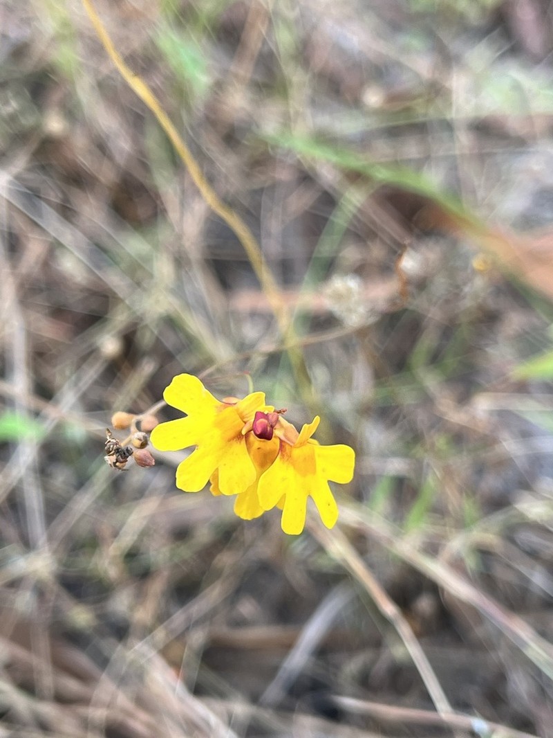Utricularia chrysantha photo 2