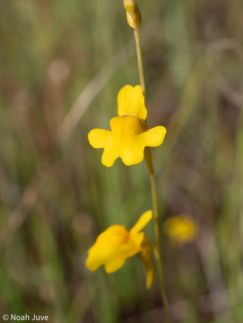 Utricularia chrysantha photo 3