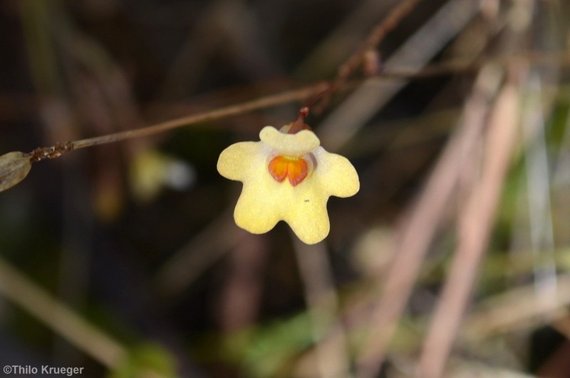Utricularia chrysantha photo 4