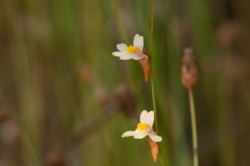 Utricularia chrysantha photo 5