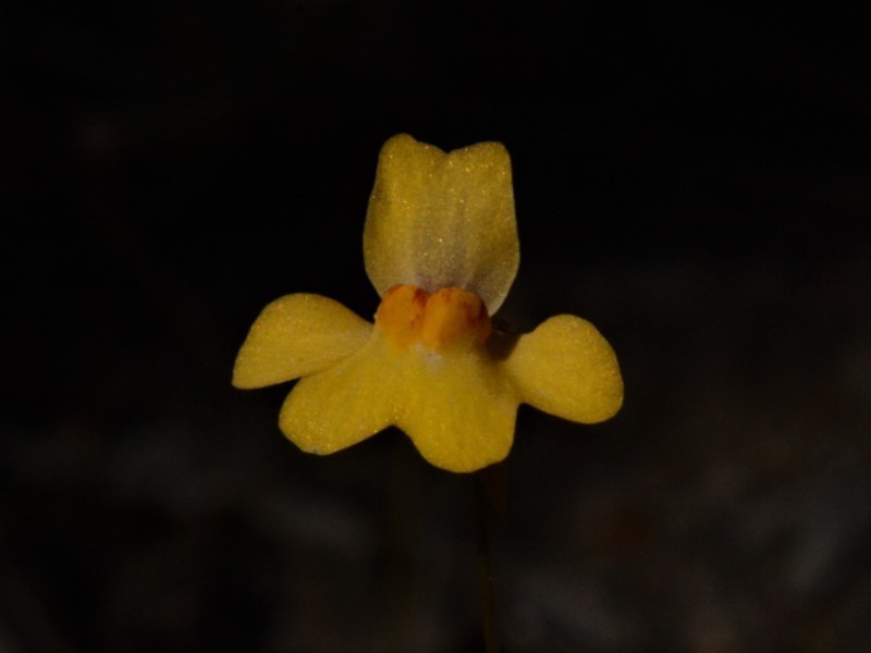 Utricularia chrysantha photo 6