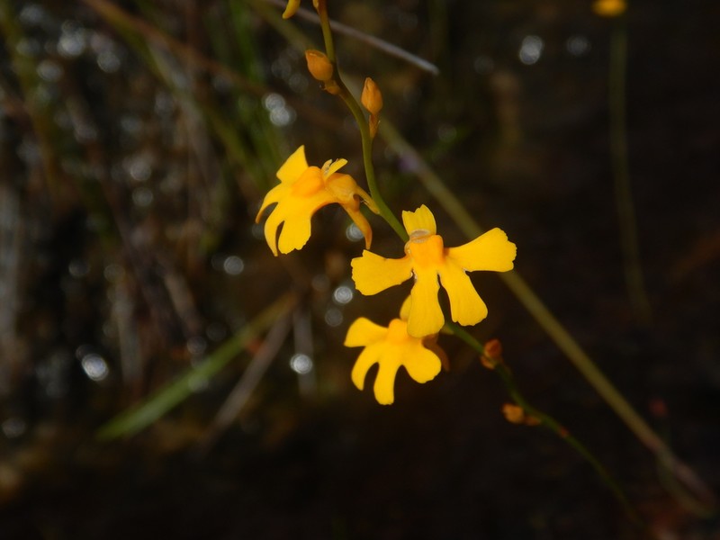 Utricularia chrysantha photo 7