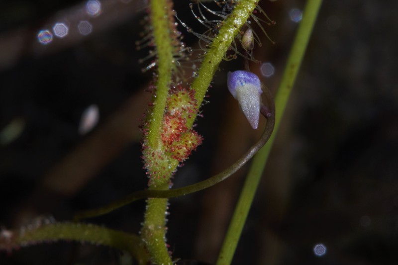 Utricularia circumvoluta