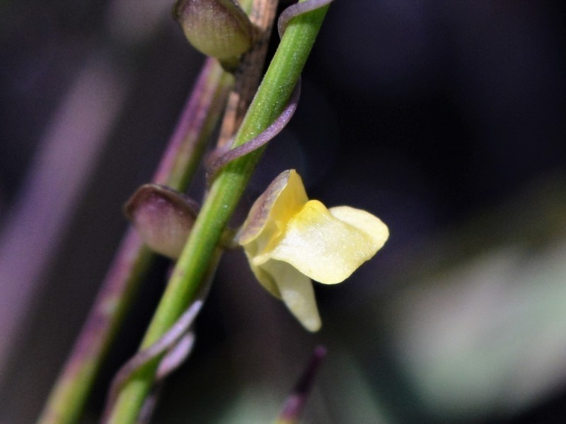 Utricularia circumvoluta photo 2