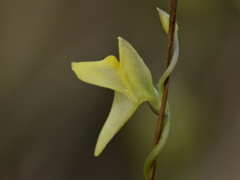 Utricularia circumvoluta photo 3