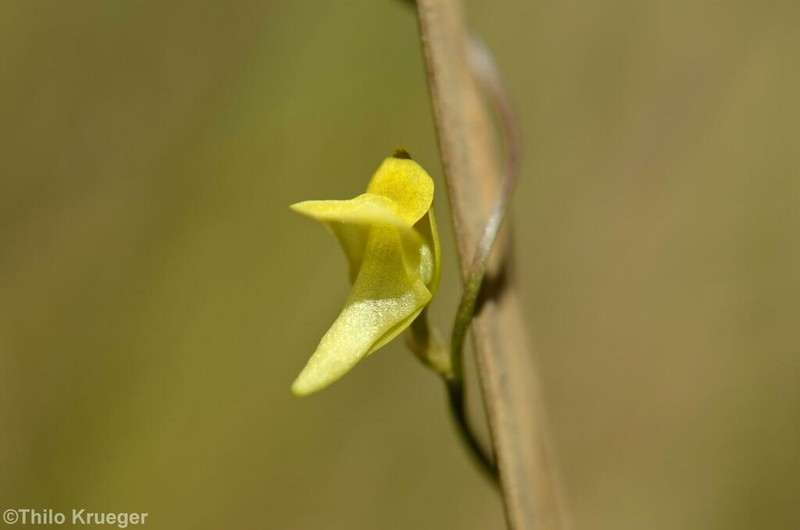 Utricularia circumvoluta photo 4