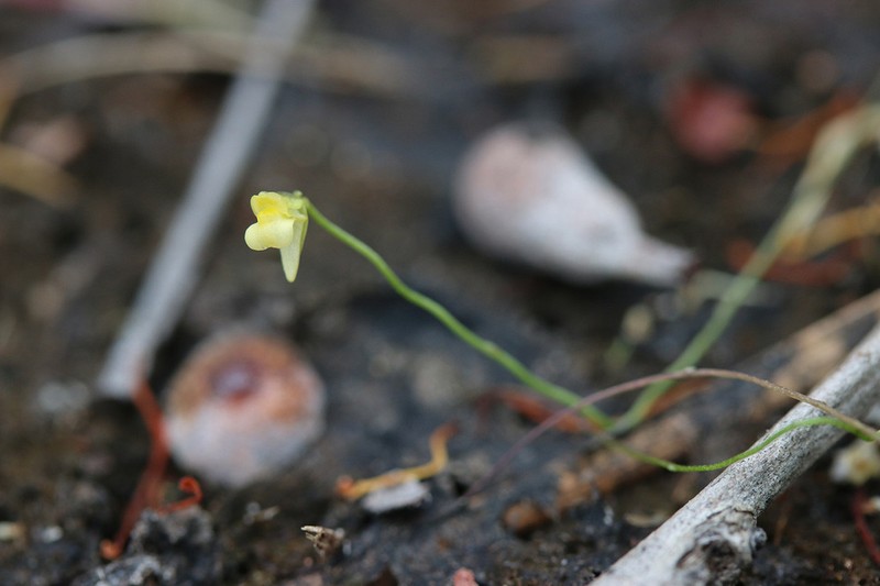 Utricularia circumvoluta photo 5