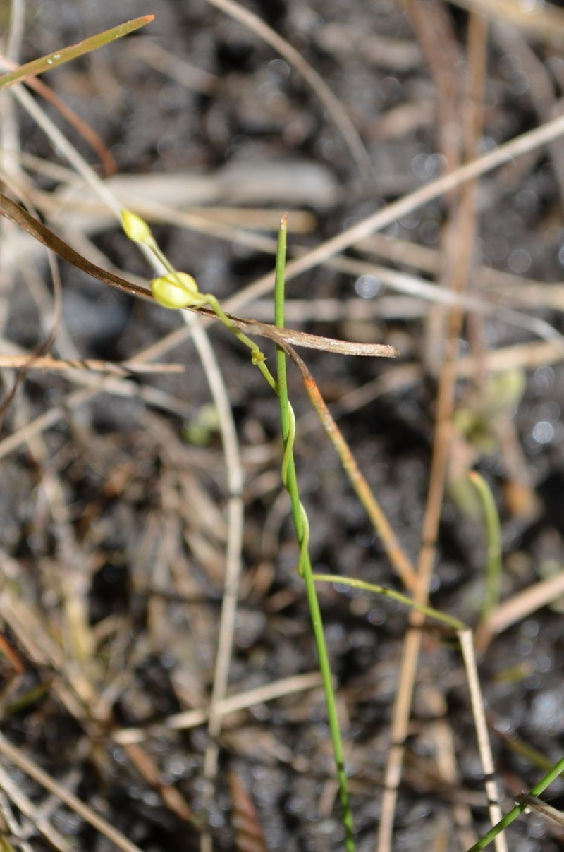 Utricularia circumvoluta photo 6