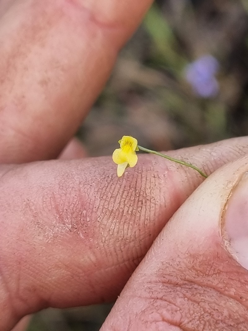 Utricularia circumvoluta photo 7
