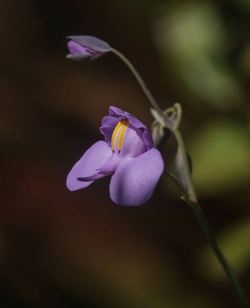 Utricularia cornigera