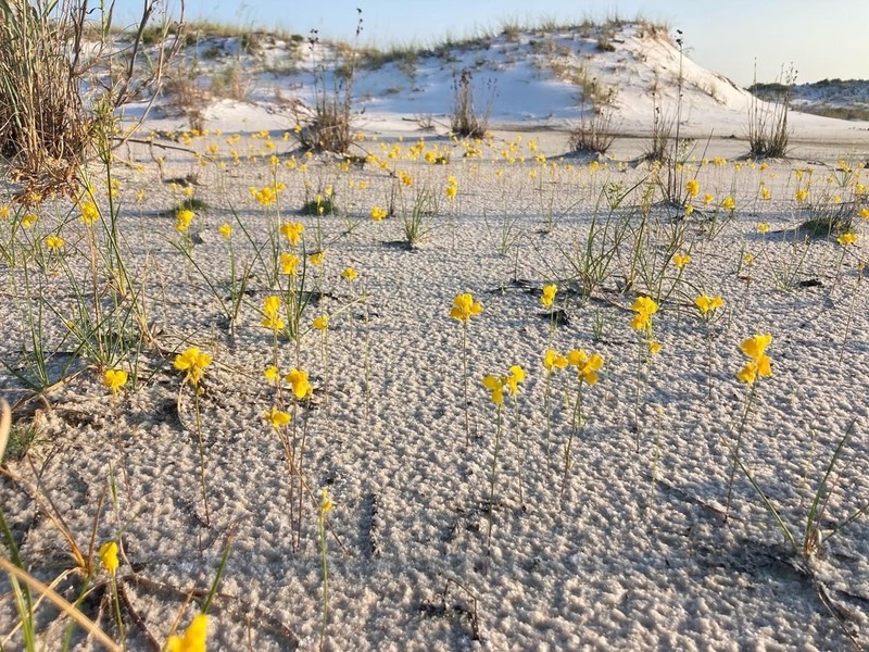 Horned Bladderwort photo 3