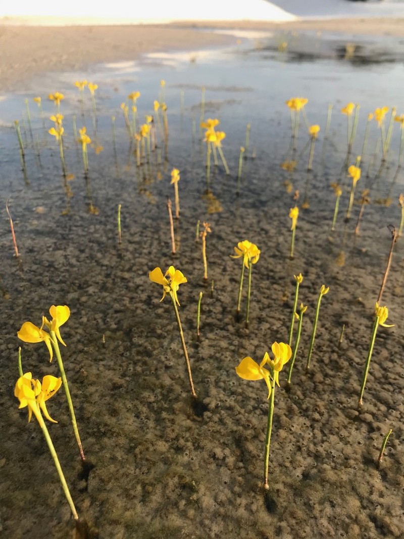 Horned Bladderwort photo 4