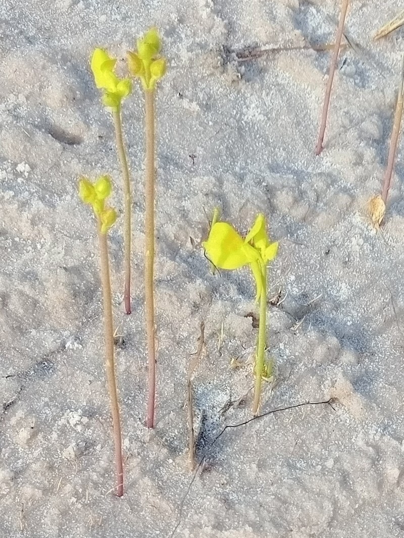Horned Bladderwort photo 5