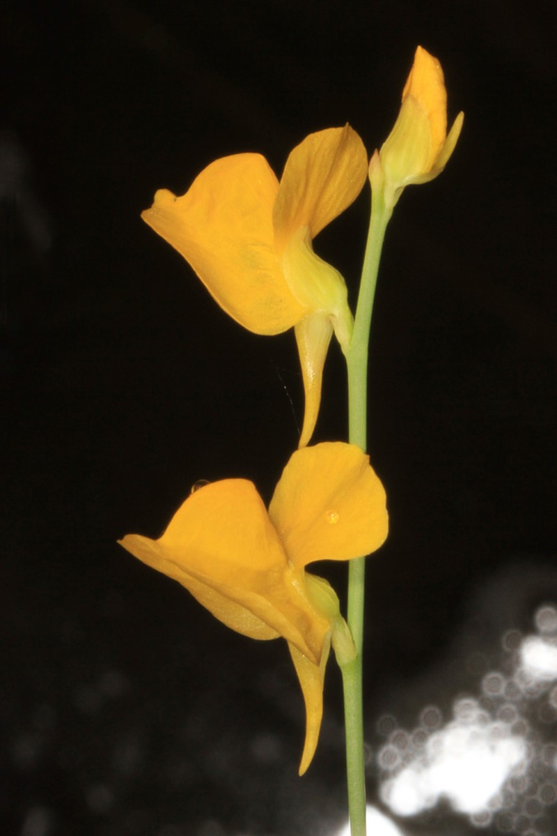 Horned Bladderwort photo 6