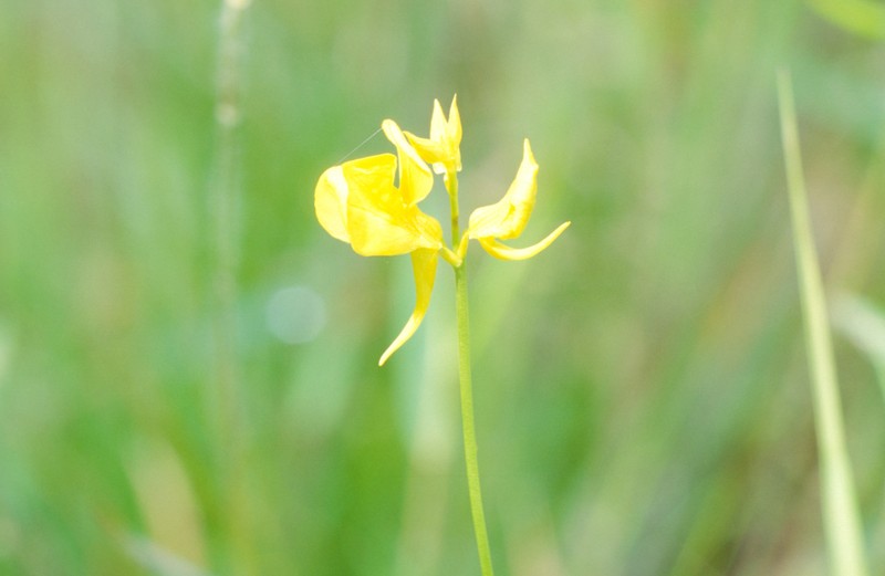 Horned Bladderwort photo 8