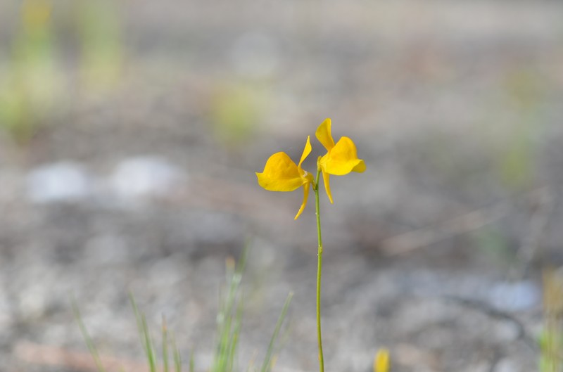 Horned Bladderwort photo 2