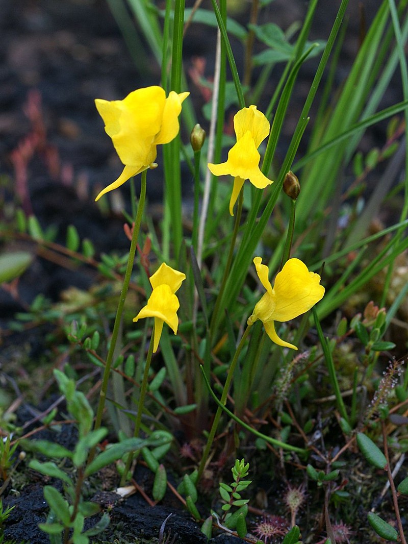 Horned Bladderwort