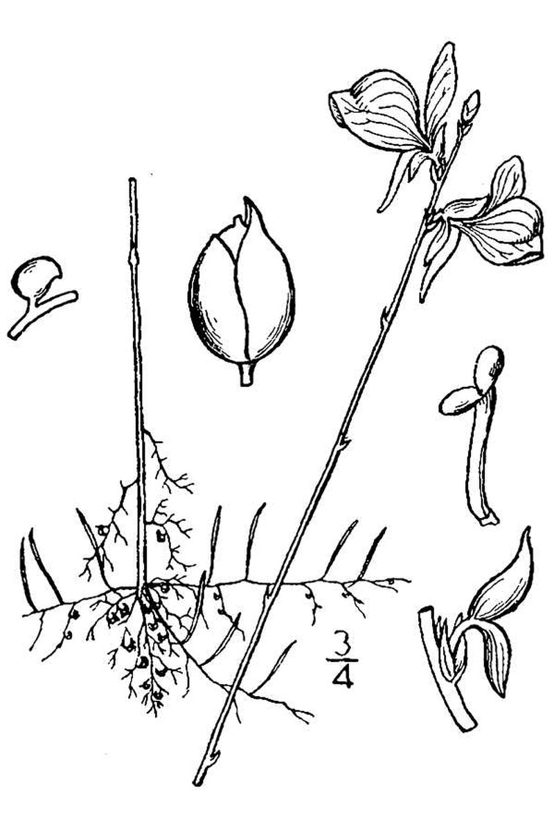 Horned Bladderwort photo 3