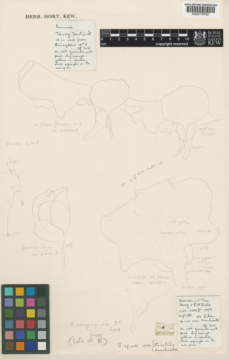 Utricularia corynephora