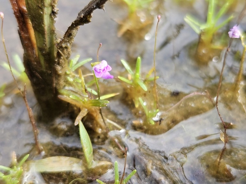 Utricularia costata