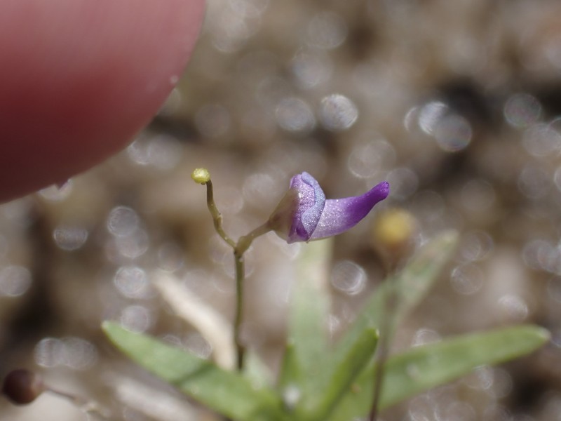 Utricularia costata photo 2