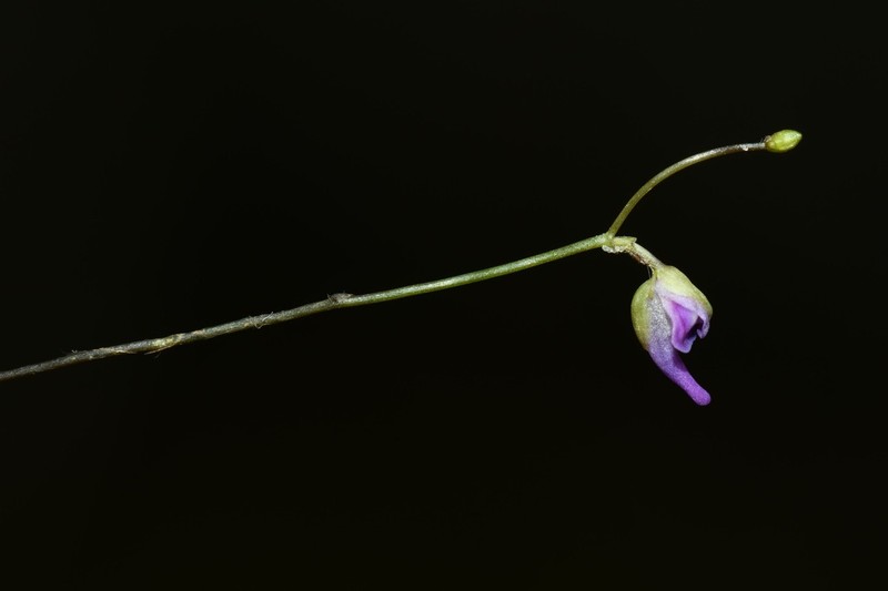 Utricularia costata photo 3