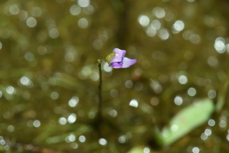 Utricularia costata photo 4
