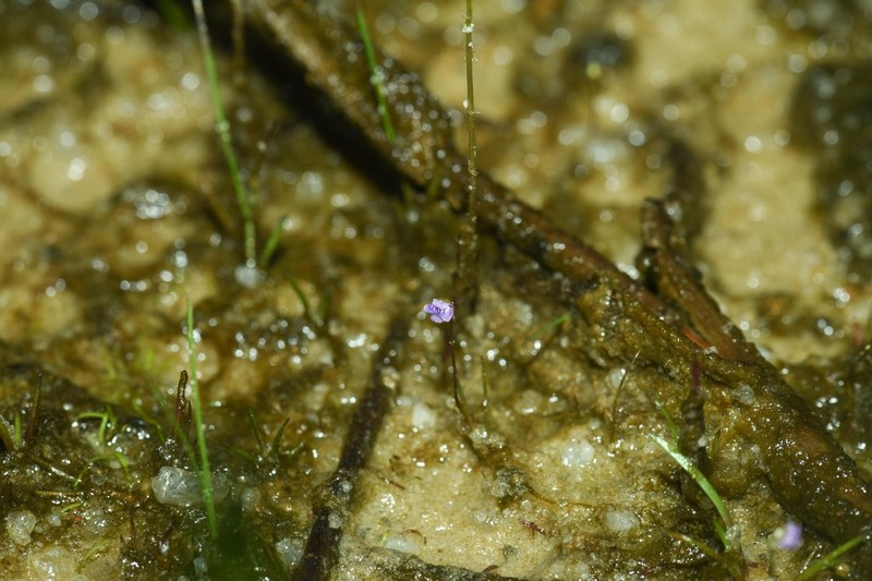 Utricularia costata photo 5