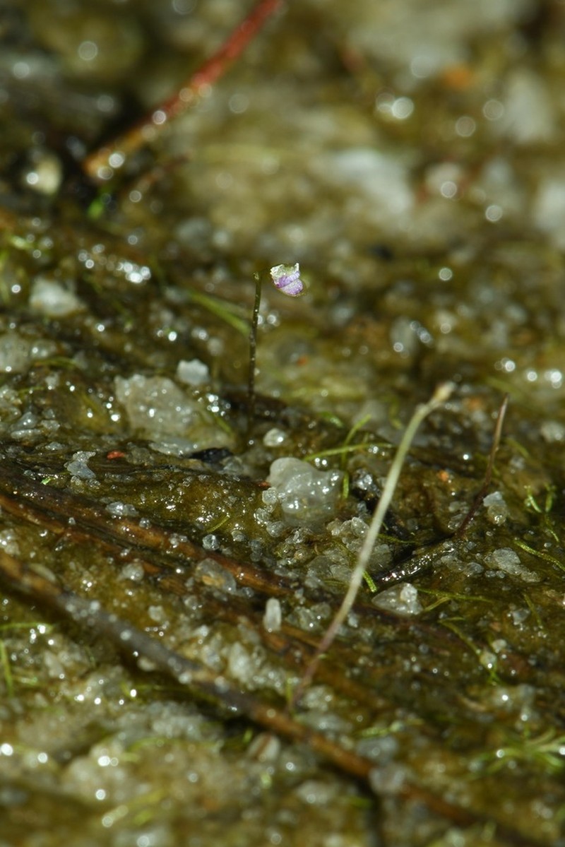 Utricularia costata photo 6