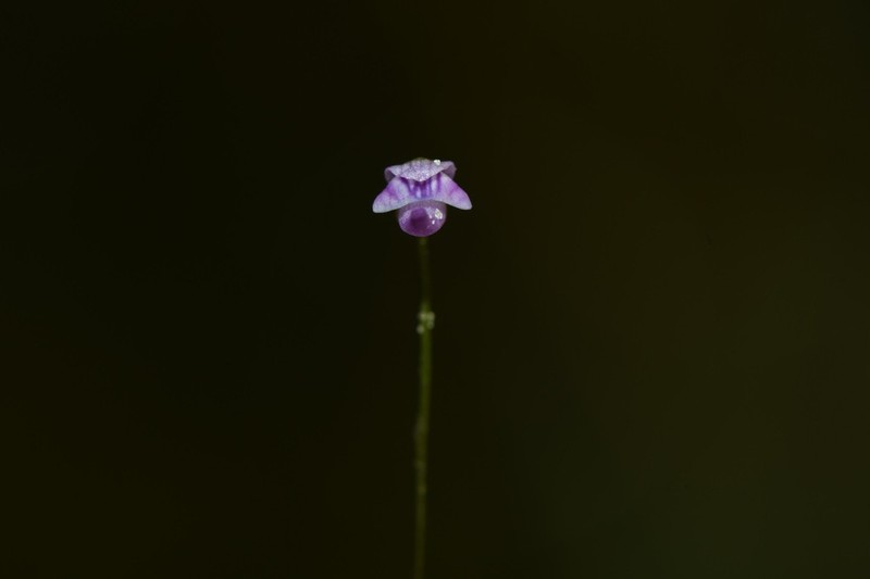 Utricularia costata photo 7