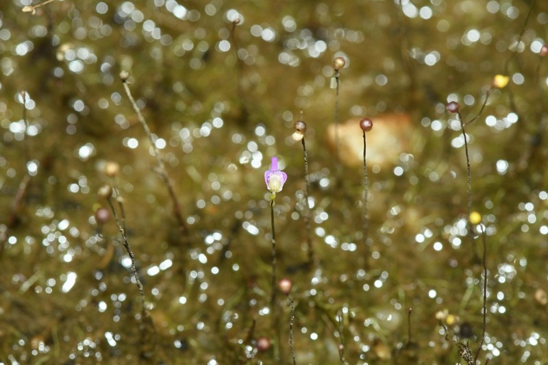 Utricularia costata photo 8