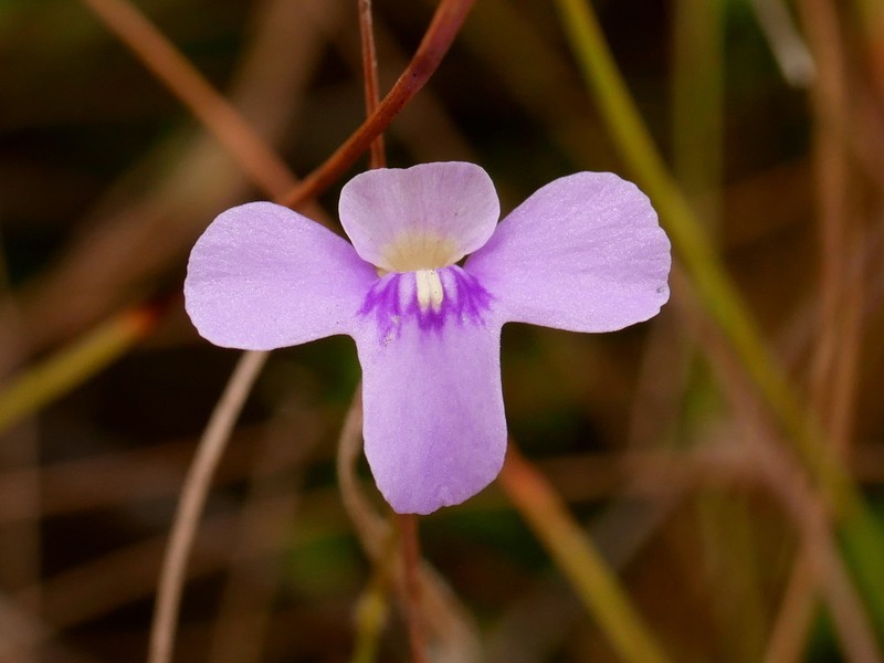 Utricularia cowiei