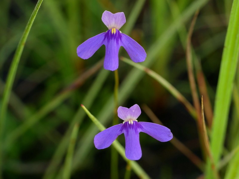 Utricularia cowiei photo 2
