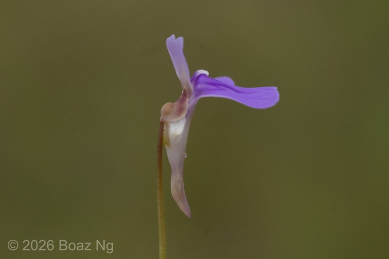 Utricularia cowiei photo 3
