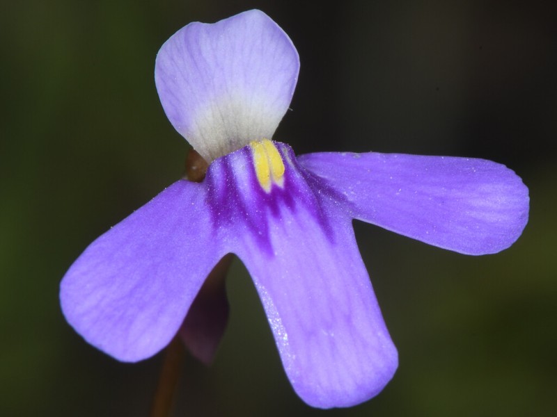 Utricularia cowiei photo 4