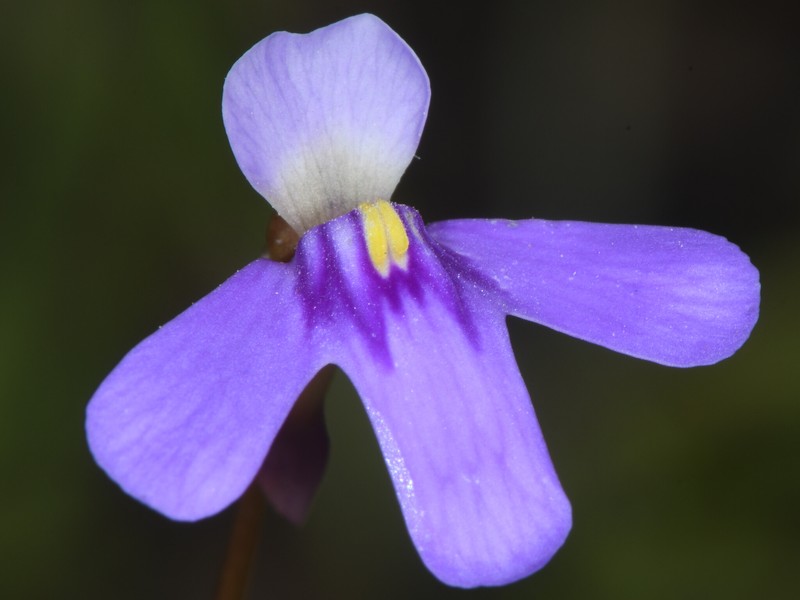 Utricularia cowiei photo 5