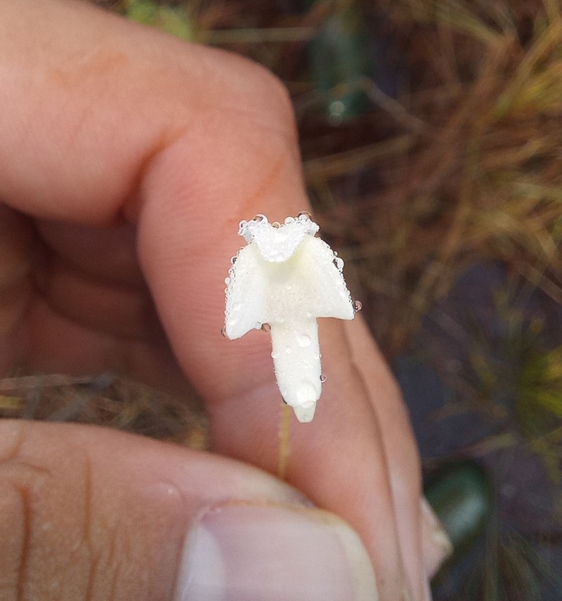 Utricularia cucullata