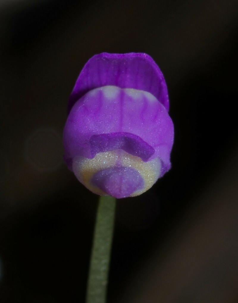 Utricularia cucullata photo 2