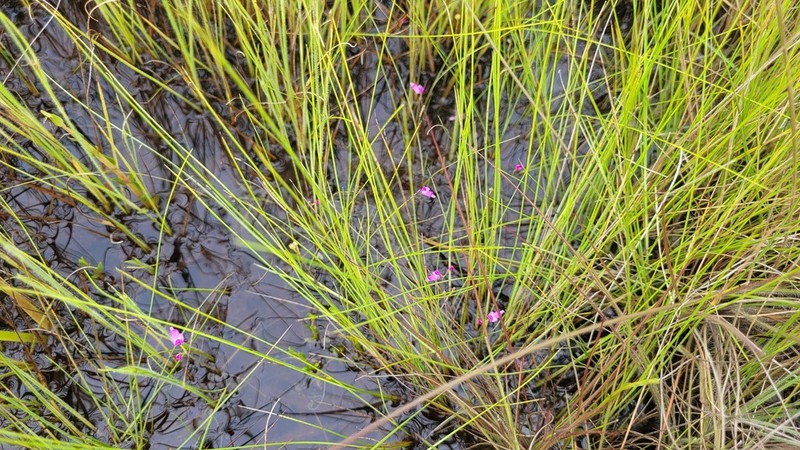 Utricularia cucullata photo 3
