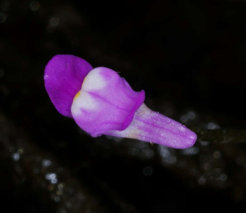 Utricularia cucullata photo 4