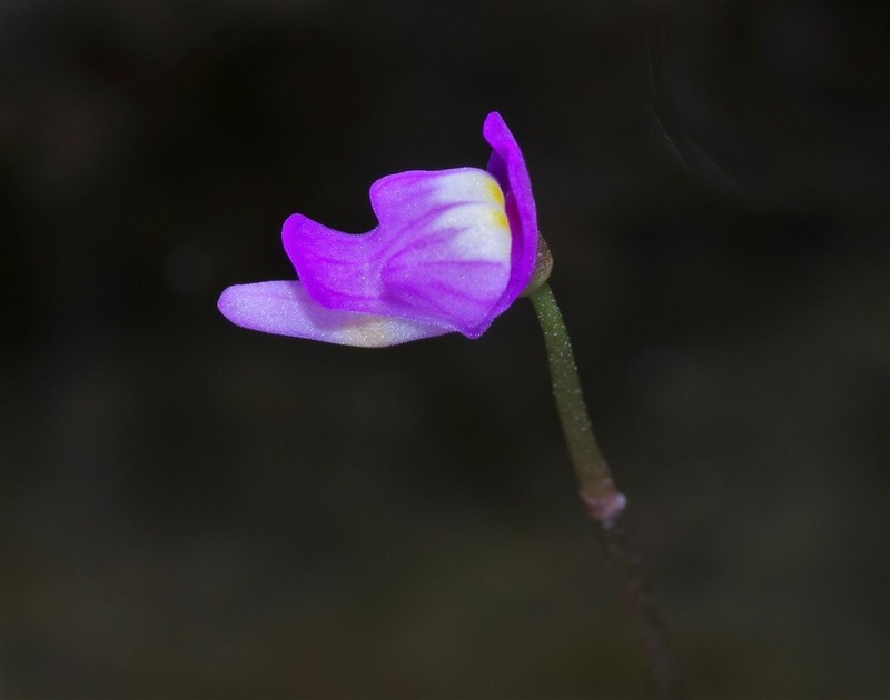 Utricularia cucullata photo 5