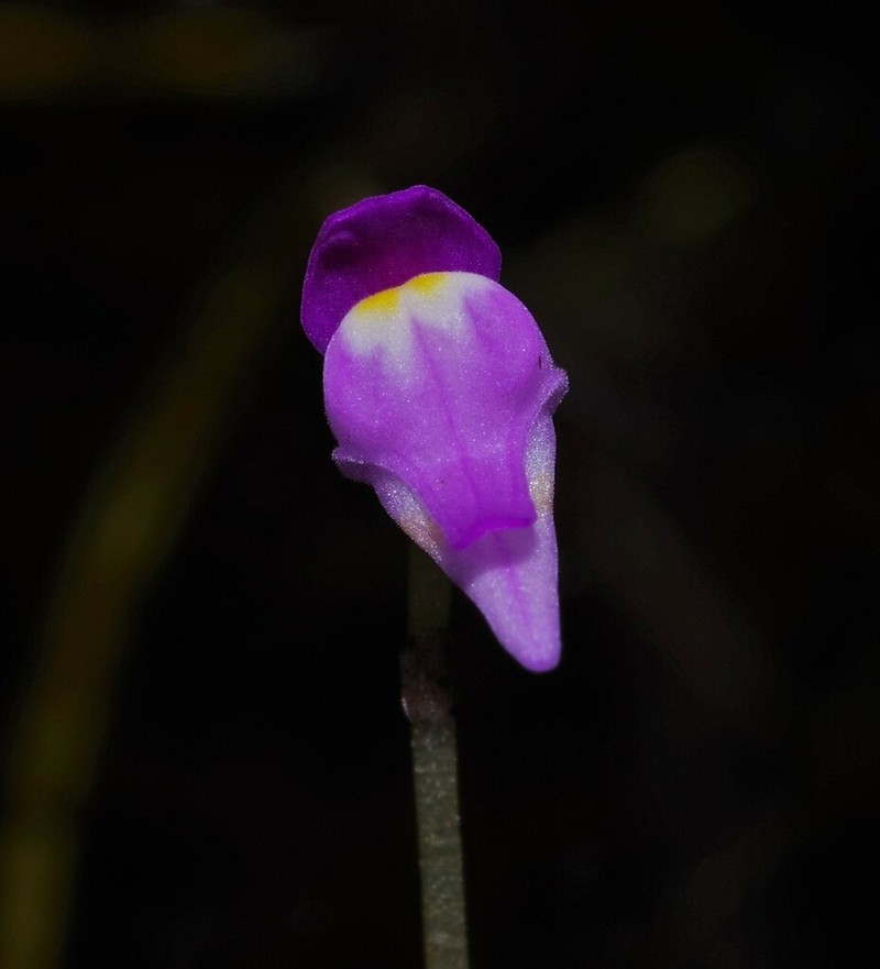 Utricularia cucullata photo 6