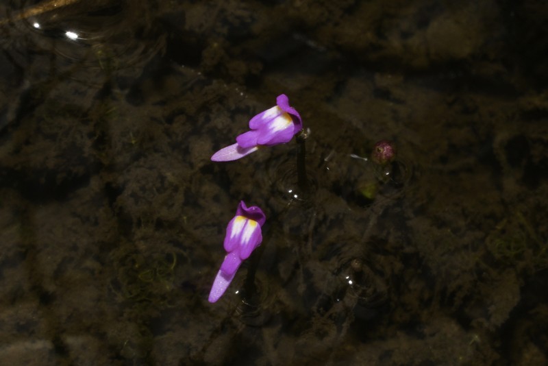 Utricularia cucullata photo 7