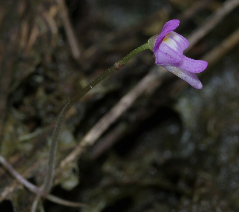 Utricularia cucullata photo 8